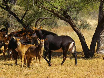 Tally-Ho Hunting Safaris